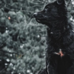 Программы лояльности казино без депозита для получения бонусов