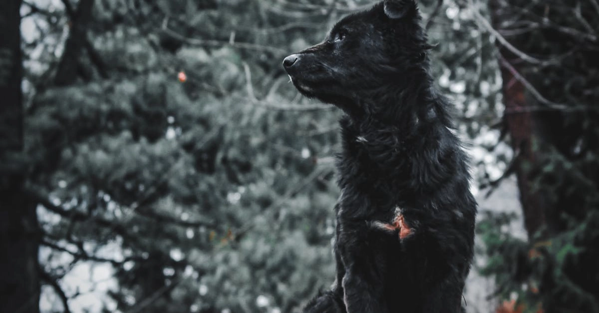 Программы лояльности казино без депозита для получения бонусов