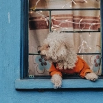 Замечательные возможности популярной слот-игры The Dog House Megaways