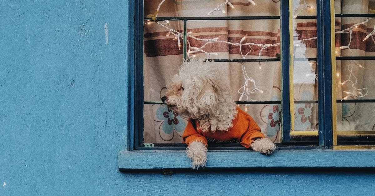 Замечательные возможности популярной слот-игры The Dog House Megaways