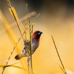 Wild West Gold слот игра с ковбойской тематикой Дикого Запада