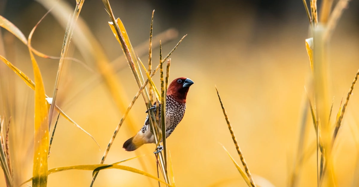 Wild West Gold слот игра с ковбойской тематикой Дикого Запада